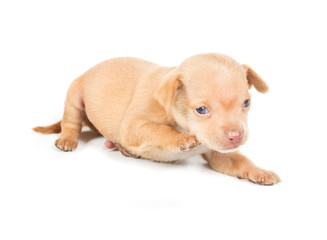 Chihuahua puppy on white background