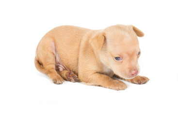 Chihuahua puppy on white background