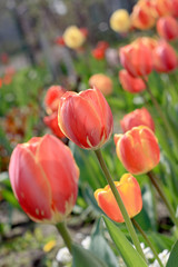Fototapeta premium Tulip