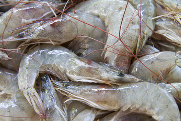 Shrimp