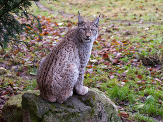 junger luchs beobachtet beute