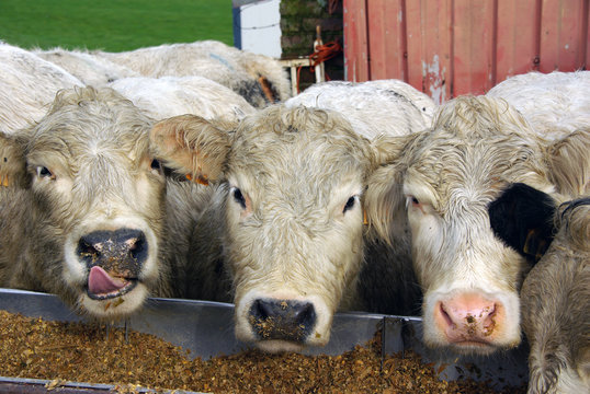 Cows making fun of you
