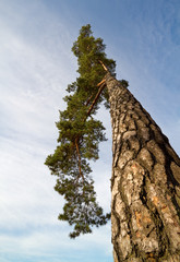 Fototapeta premium Pine tree. (Pinus Sylvestris)