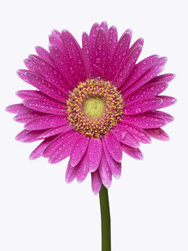 Isollated Gerber daisey with stem