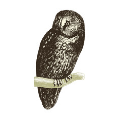 Obraz premium Chouette