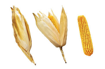 Three corn cobs