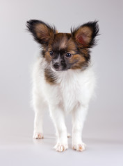 Papillon puppy