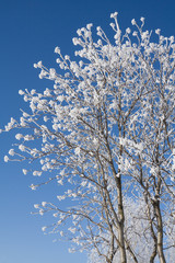 A crown of rowan-tree in winter with hoar-frost