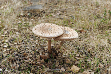 Setas comestibles, Macrolepiota Procera