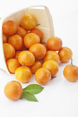 Mandarinen (Citrus reticulata)
