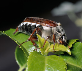 Maik&auml;fer_116687