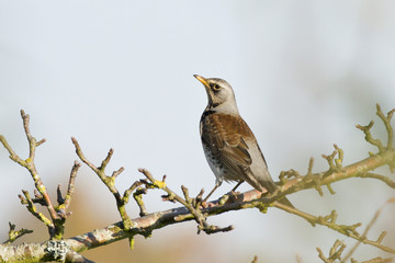Turdus pilaris - Grive litorne - Fieldfare