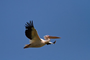 white pelican in flight