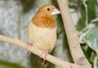 Lonely Japanese amadinas sitting on a branch.