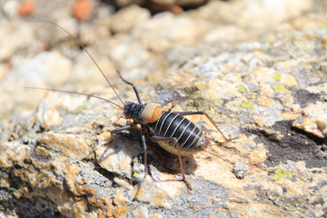 bush cricket, typical of the Sierra de Madrid