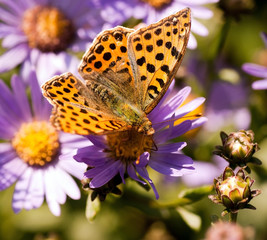 Argynnis pandora