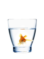 goldfish in a water glass