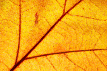 Naklejka na ściany i meble Close-up of autumn leaf