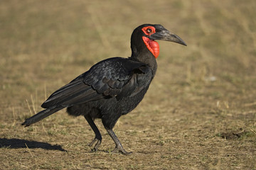 Ground Hornbill