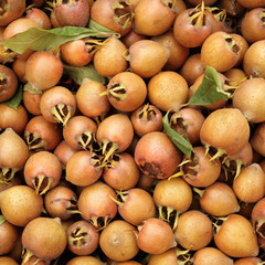 common medlar ( Mespilus germanica ) as background
