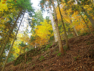 bergwald im herbst