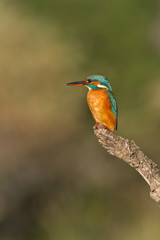 martin pecheur perché