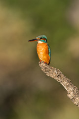 martin pecheur sur sa branche