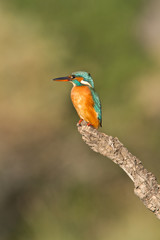 martin pecheur sur sa branche