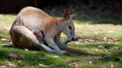 Känguru mit Baby