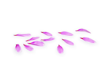 Pink Petals on white
