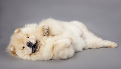Chow chow (5 months) in front ofa grey background