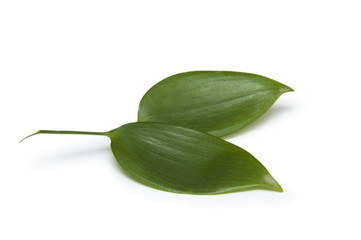 Fresh green leavesf isolated on white background