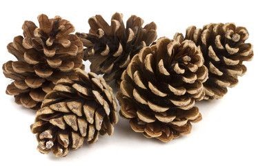 Five pine cones on the white background