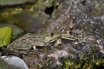 Grenouilles