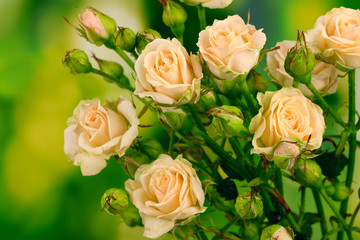 Beautiful small roses on green background