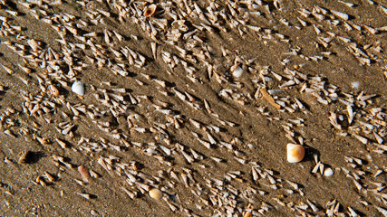 Muschelstrand 2