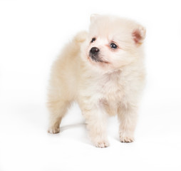 Fototapeta premium Pomeranian dog isolated on a white background