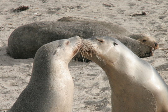 Australia otarie che si baciano
