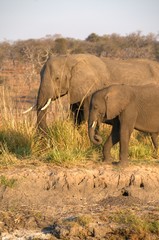 Fototapeta premium African Elephant