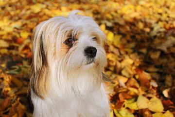 Portrait of a lhasa apso in autumn leaves