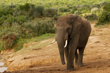 Fototapeta na wymiar Elephant Kapstadt Südafrika addo Garden Route
