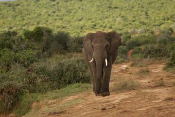 elefant national park south africa port elizabeth garden route