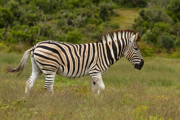 Fototapeta na wymiar Zebra Burchells ogród trasy Południowej Afryki afrika