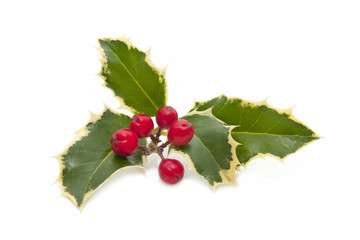 holly on white background