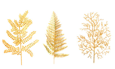 Gold branch of a fern
