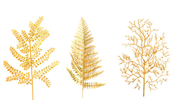 Gold Branch Of A Fern