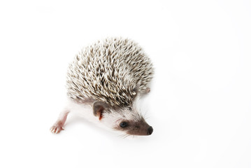 Obraz premium african pygmy hedgehog