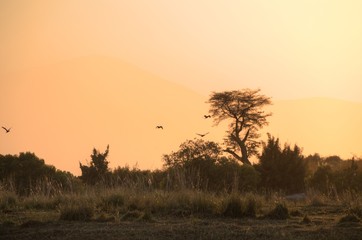 Fototapeta na wymiar Chobe National Park (Botswana) - Wildlife Reserve