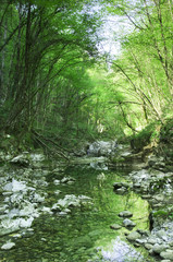 Mountain stream in early summer