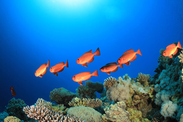Fototapeta na wymiar Bigeye Fish school on coral reef in the Red Sea